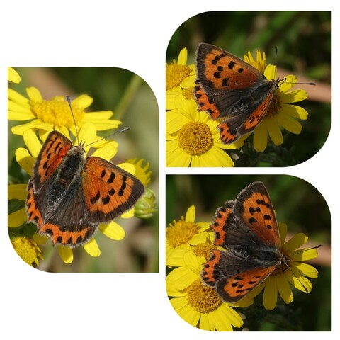 #KleineVuurvlinder in de Uitlandse polder bij #Callantsoog
#Vlindermaand