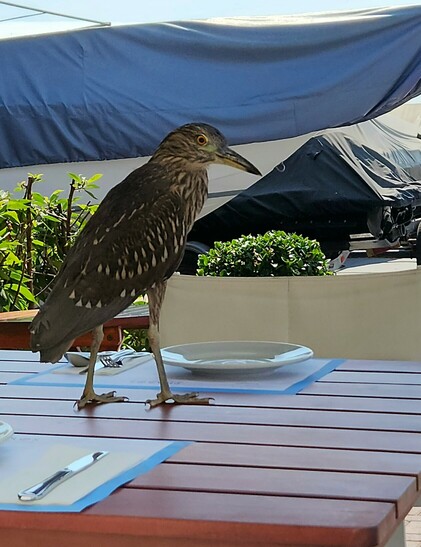 Heron standing on a table