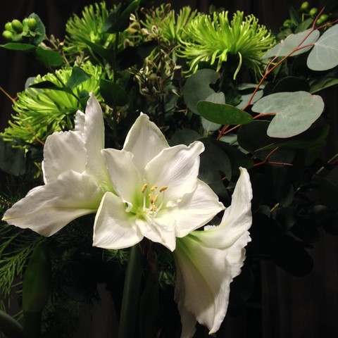 A white amaryllis in bloom, called Wedding Dance, with three blooms. Behind it are green spider mums and eucalyptus sprays.