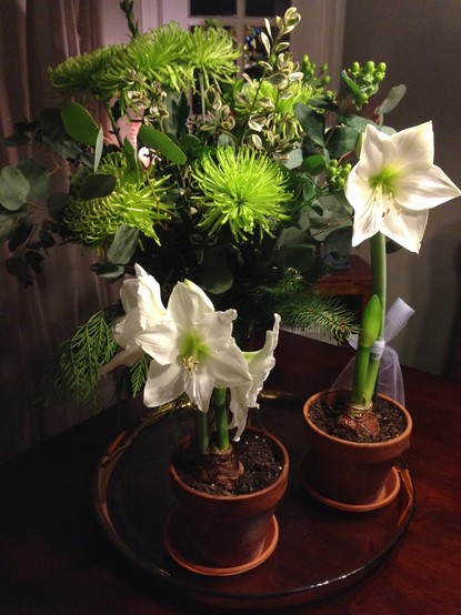 Green and white tabletop collection of January flowers: two pots of white Amaryllis and a bouquet with green spider mums and other greenery.
