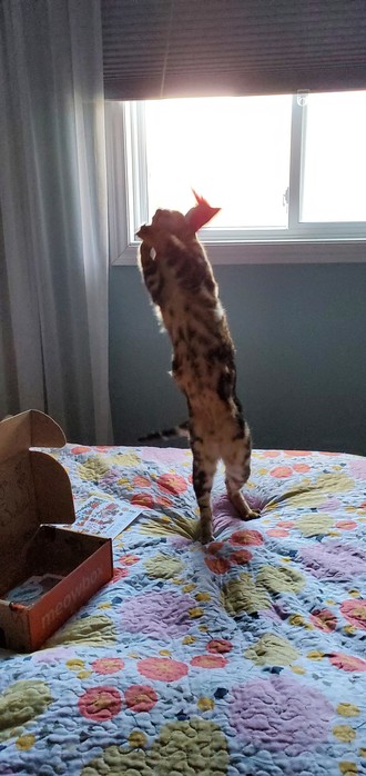 Tokyo the Bengal kitty stretching up in the hair to cat a toy.