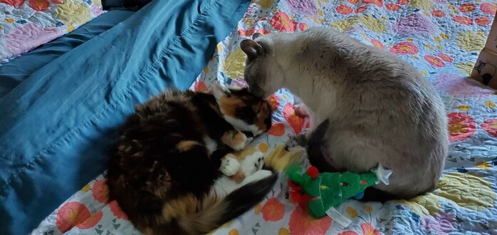 Bubsy sitting next to a Christmas tree toy, licking Tifa's head laying her head down on a penguin toy.