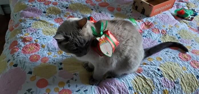 Bubsy wondering why he has two present-shaped toys, attached with a string, over his back.
