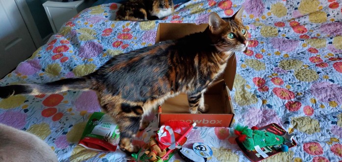 Tokyo being very pleased with the new box, standing her front paws in it, with the new toys laying outside of the box, on the bed.