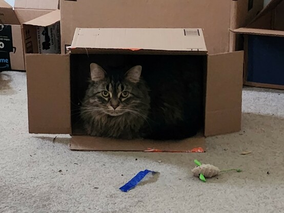 My cat Perla nestled in an overturned box on the floor.
