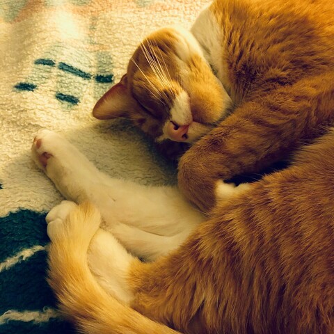 Photo of an orange and white tabby cat happily curled up in a snuggly ball on a soft blanket