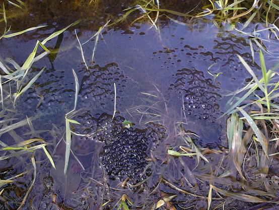 œufs de batraciens dans un fossé plein d'eau devant chez moi
