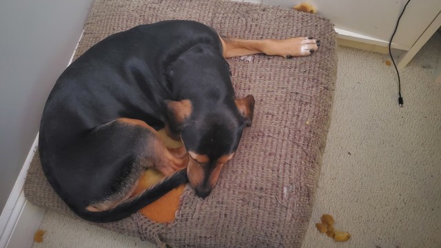 A black and tan beagle/dachshund mix curled up and sleeping on a couch cushion on the floor.