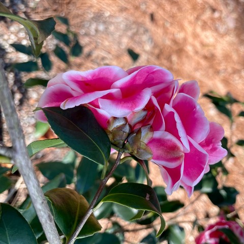 The back side of camellia blossoms, showing the white margins on the edges of dark pink blooms. 