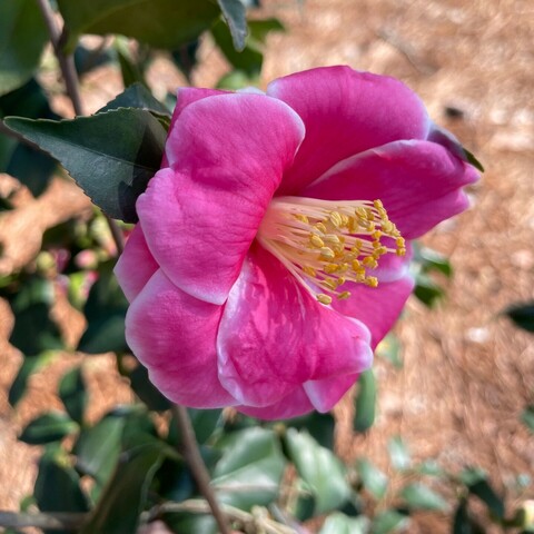 Close up of a pink camellia blossom showing the yellow stamen protruding from the center of the bloom. The flower has white margins on the petal edges.