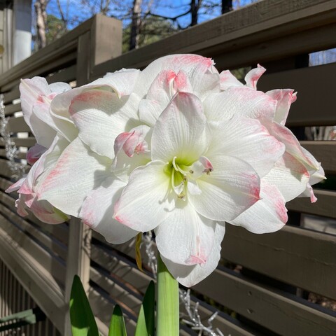 An outdoor view of the white amaryllis on green stems. The petals are tufted in pink. There is a fence behind the amaryllis.