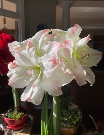 Several white amaryllis blossoms in the morning light, on tall green stems. 
