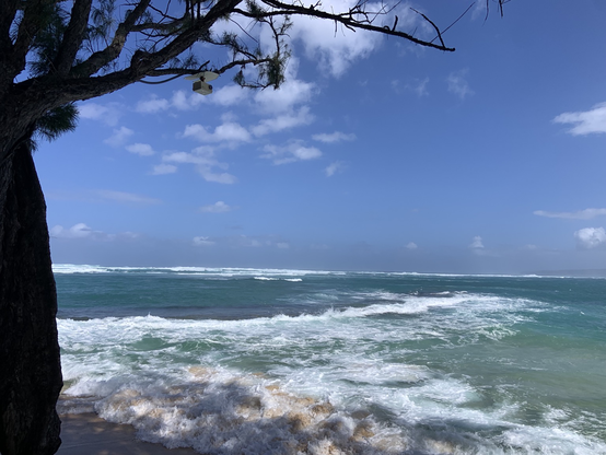 Rough seas, blue sky, and a tree in the foreground