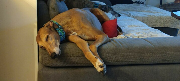 Atze Greyhound und Pina Galgoespañol auf dem Sofa