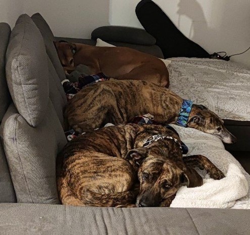 Kiwi Molossermix, Atze Greyhound und Pina Galgoespañol auf dem Sofa
