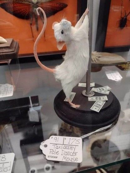 terrible taxidermy of a white mouse pole dancing with $100 USD dollar bills at its feet