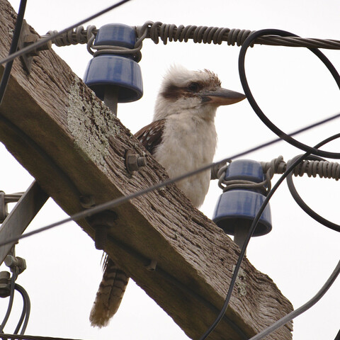 A Kookaburra sitting on the crosspiece of  an electricity pole.