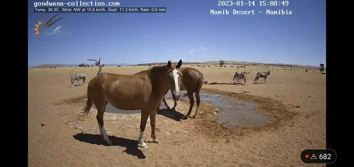 Zwei braune Pferde, Thelma und Louise, sind am Wasserloch in der Wüste Namib. Im Hintergrund stehen Oryxantilopen.