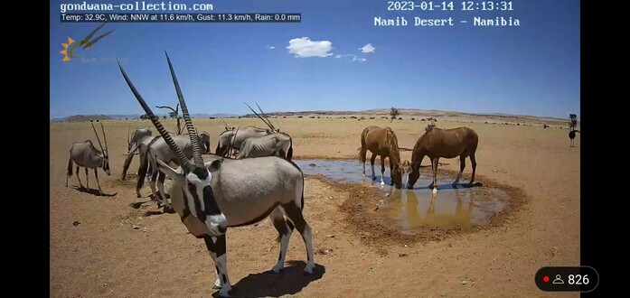 Oryxantilopen und zwei braune Pferde, Thelma und Louise, am Wasserloch in der Wüste Namib. Die Pferde trinken.