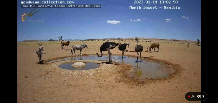 Oryxantilopen, Strauße und zwei Pferde am Wasserloch in der Wüste Namib.