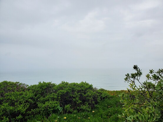 More greenery!  I love how California just breaks out a whole new definition of the colour green at this time of year.