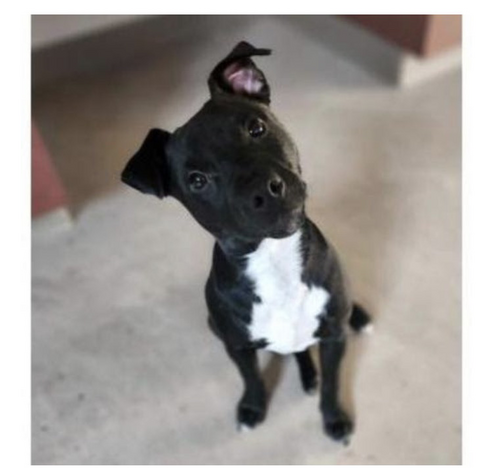 Black and white dog with perky ears and tilted head looking at camera 