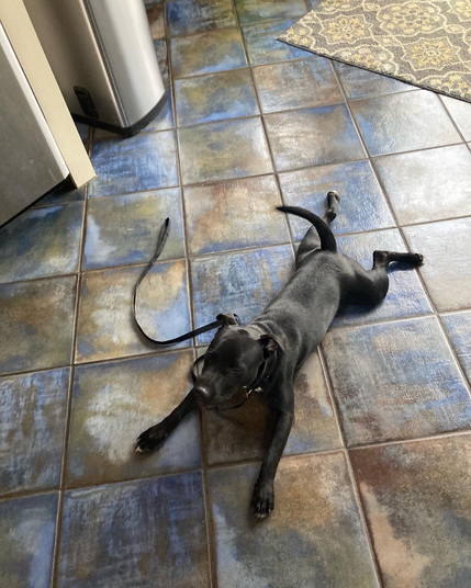 Black dog with legs splayed out behind him on tile floor 
