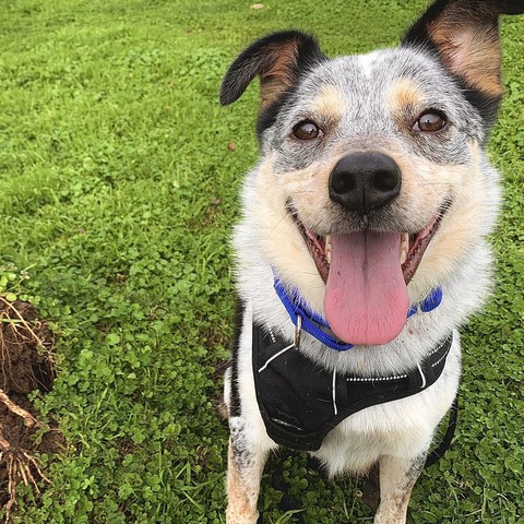 Happy looking cattle dog looking into the camera lens.