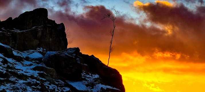 Lone spindly tree on a rock at Beacon Hill with sunset behind 