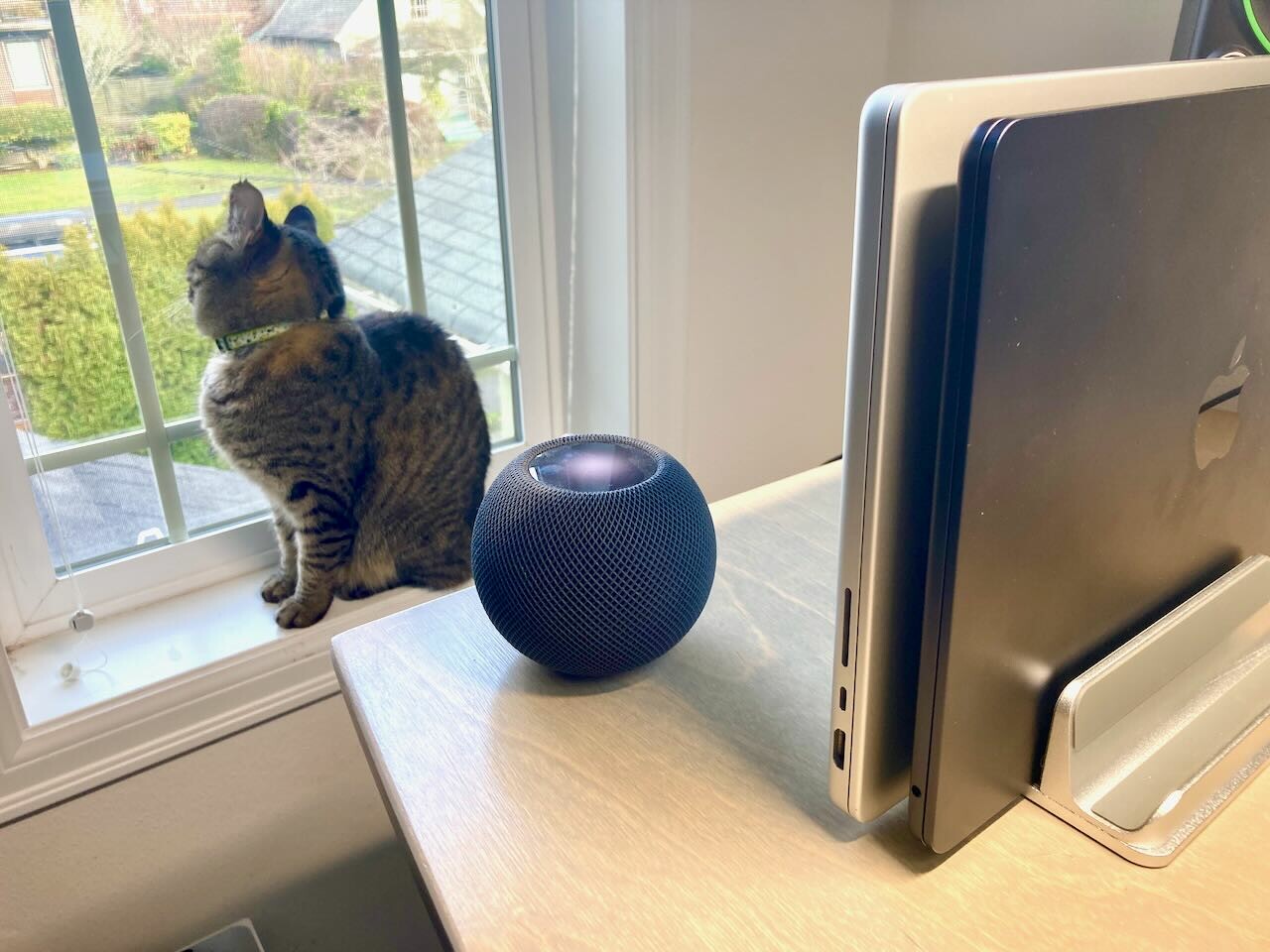 Cat sitting on a windowsill next to a homepod mini smart speaker.