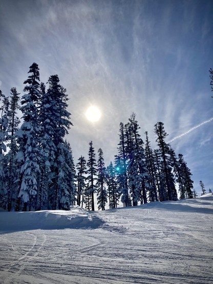 Sunshine through snow-covered trees