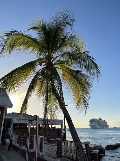 Palm tree next to a waterside restaurant with the cruise ship MSC Seascape in the background.
