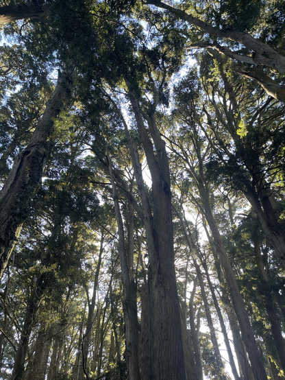 Photo taken of the tree canopy, backed by the sky