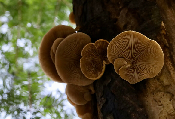 An upshot of fungi growing from a dead snag tree. The fungi form a series of slightly overlapping discs. They have no visible stems. The underside is all beige gills that meet at the point where the fungi grows from the tree. 