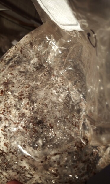 substrate block in plastic bag colonized with chestnut mushroom mycellium, showing sweat beading up inside sac