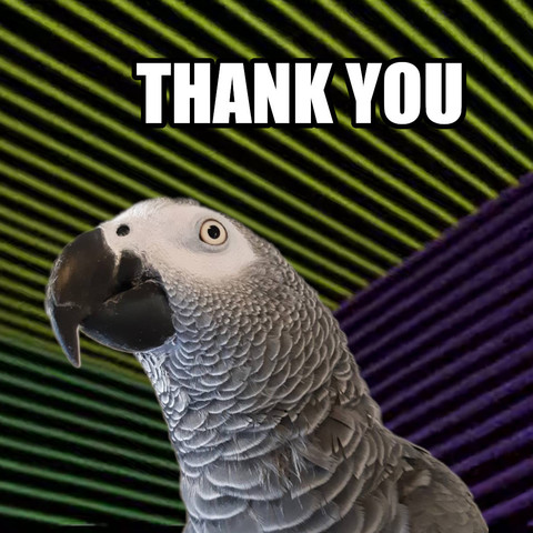 Earl, a Congo African Grey parrot, looks out at you from the Max Headroom set, because we successfully generated a parrot on a screen, just like they did in the TV show MAX HEADROOM. The text THANK YOU hangs just above Earl's splendid grey and white head.