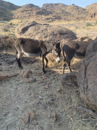 Donkeys are frequent visitors and I have a particular fondness for them. 