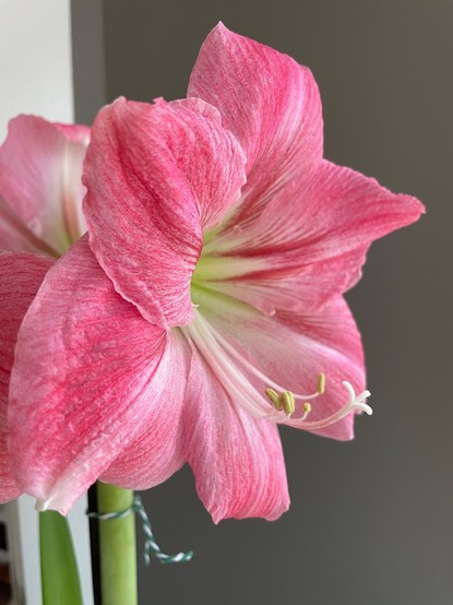 A close-up view of the pink amaryllis against a gray wall. The red and white veins emerge from the center of the flower.