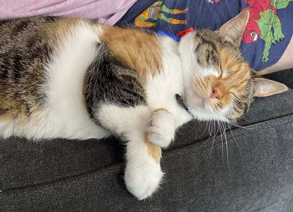Zoë, a small tricolour cat, lays on the edge of a grey couch 