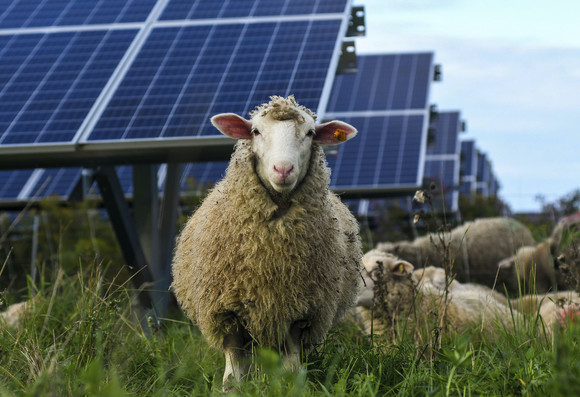 A very fluffy solarpunk grazer looking at the camera. Like a badass. 