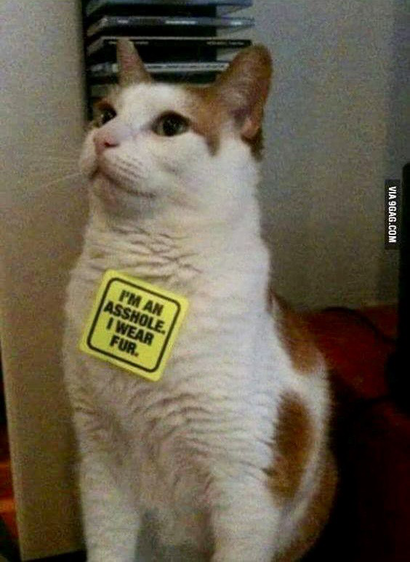 Ginger and white kitty with a sticker that says, ‘I’m an asshole, I wear fur’