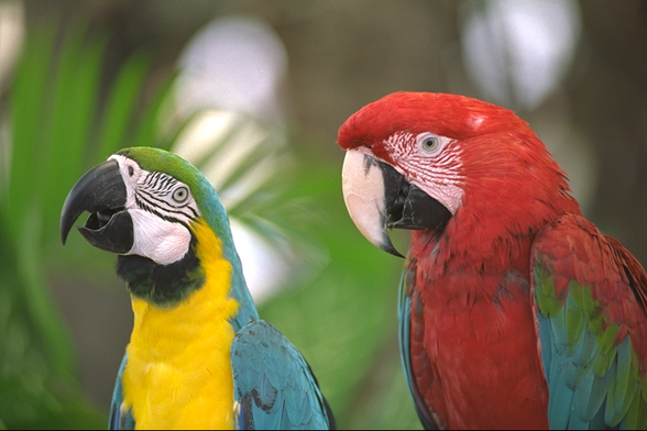 The originalt Kodak parrots