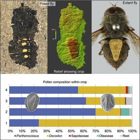 There are four images: Three photos in the top half of the composite show a fossil fly, a relief image of the fossil highlighting the crop and its pollen contents, and an extant fly. The bottom half of the composite shows a graphic with four horizontal bars indicating the pollen composition in the fossil fly's crop.