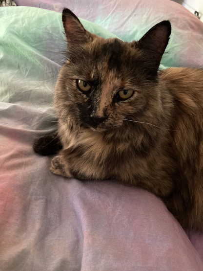Adult tortoiseshell cat sits on the bed looking at the camera.