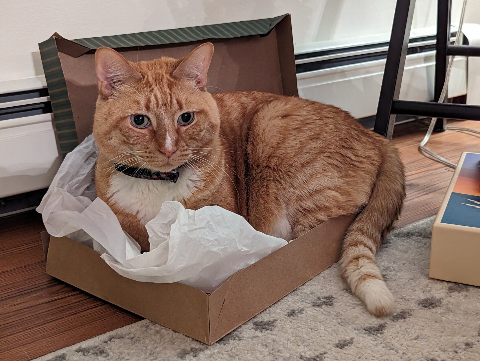 A handsome orange and white cat curled up inside a gift box