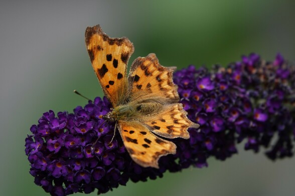De #Gehakkeldeaurelia op de vlinderstruik in onze #Kleinetuin 
#Vlindermaand