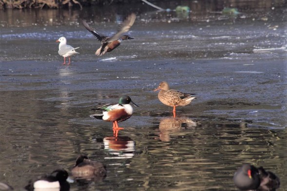 A matching pair of Shoveler ducks, stand on a frozen lake (and their own reflections). The male has a large dark bill, a golden eye, a green head, white chest, brown flanks, black tail-feathers and wings of grey with flashes of green. The female has a large orange bill, a dark eye and mottled brown plumage. Both have orange legs.
Above them flies a male in eclipse plumage, with a brown head and wings, its tail fanned to reveal white feathers either side of the black ones.