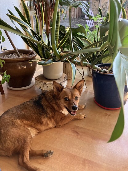 Small brown dog lying on a wood floor surrounded by houseplants