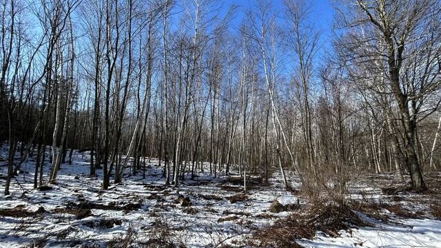 An image of white birch trees on Mohawk Mountain.
