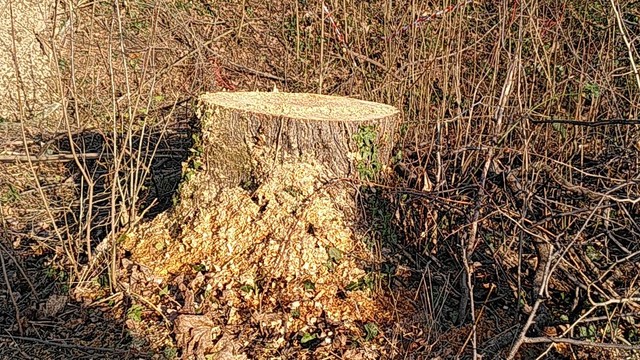 Frischer abgesägter Eichenstumpf